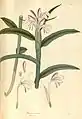 Roscoea purpurata purpurata