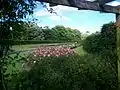 Outer ring of rose garden viewed through pergola