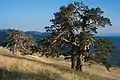 Scotts Pine (Pinus sylvestris) is the dominant tree in the dry and cold areas of north-eastern Anatolia, southern slope of Kücükhacet Dağ (Ilgaz Dağ), c.1950 m s. l.