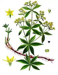 The roots of the Rubia tinctorum, or madder plant, produced the most common red dye used from ancient times until the 19th century.