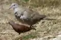 Next to a larger White-winged Dove. - Belize City, Fort George Area.