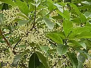Rudraksha tree with flowers