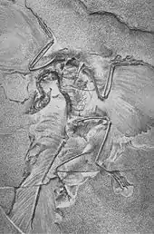 Image 8Photograph of the second Archaeopteryx skeleton to be found, taken in 1881 at the Natural History Museum, Berlin (from History of paleontology)