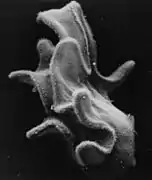 SEM of bipinnaria larva