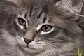 10-week-old blue tabby and white kitten.