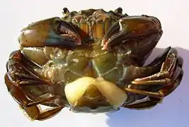 Sacculina Sacculina carcini (Rhizocephala) parasite of a crab.