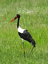 Saddle-billed stork, Tarangire National Park (2015)