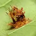 Larvae remains of Acharia stimulea