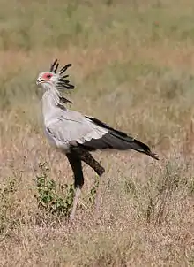 a pale grey, long-legged bird that has long eyelashes and preyes on snakes
