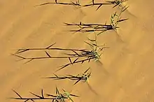 sparse grass plants growing in loose sand