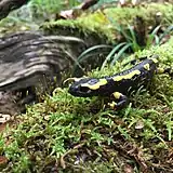 Salamandra algira