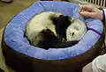 Ferret