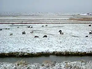 Salthouse marsh in winter
