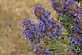 Salvia dorii var. pilosa in Antelope Valley, about 2,945 feet (900&nbsp;m)