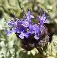Salvia dorii var. clokeyi, about 8,600 feet (2,600&nbsp;m)