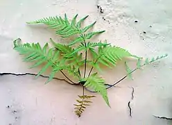 Fern growing on a wall