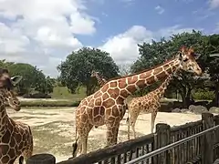 Samburu Giraffe Feeding Station