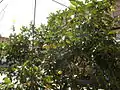 One of the many lemon trees