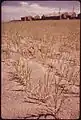 Sand dunes on Hayden Island, 1973