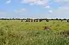 Sandbeach Meadows