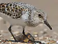 Sanderling at High Island, Texas