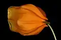 Single flower in semi-profile.