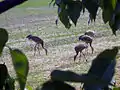 Sandhill cranes at Creamers Field