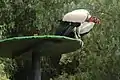 King vulture