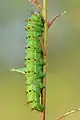 Caterpillar (side view)