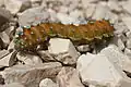 Caterpillar - high resolution