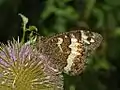 On a flower of Dipsacus fullonum