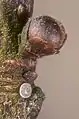 Egg of Satyrium w-album near flower-bud of an elm