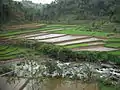 Rice plants