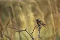 European stonechatSaxicola rubicola
