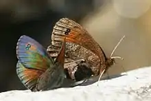 Erebia tyndarus