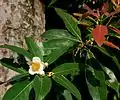 Schima trees (here schima wallichii, part of the tea-plant family)