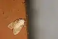 Schistophleps bipuncta