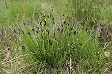 Bog rush