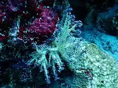 Scleronephthya sp.