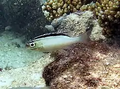 Two-lined monocle bream (Scolopsis bilineata)