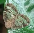 Adult on a leaf