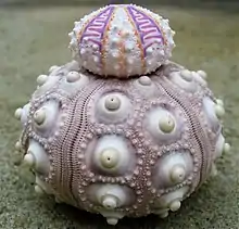 Sea urchin tests (Coelopleurus exquisitus on a Phyllacanthus imperialis).