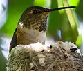 Adult female tending a nest