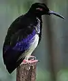 A male in Jurong Bird Park