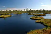 Selisoo bog