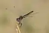 Selysiothemis nigra