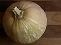 The ripe fruit of a Seminole pumpkin as viewed from above