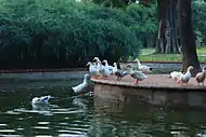 the pond