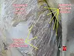 Serratus anterior muscle