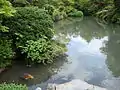 A pond with carp